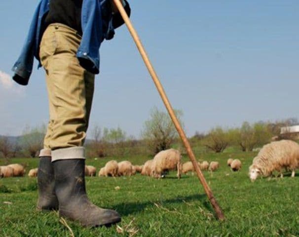 Soți botoșăneni ajunși la spital după ce au fost luați la bătaie pe un câmp de trei ciobani