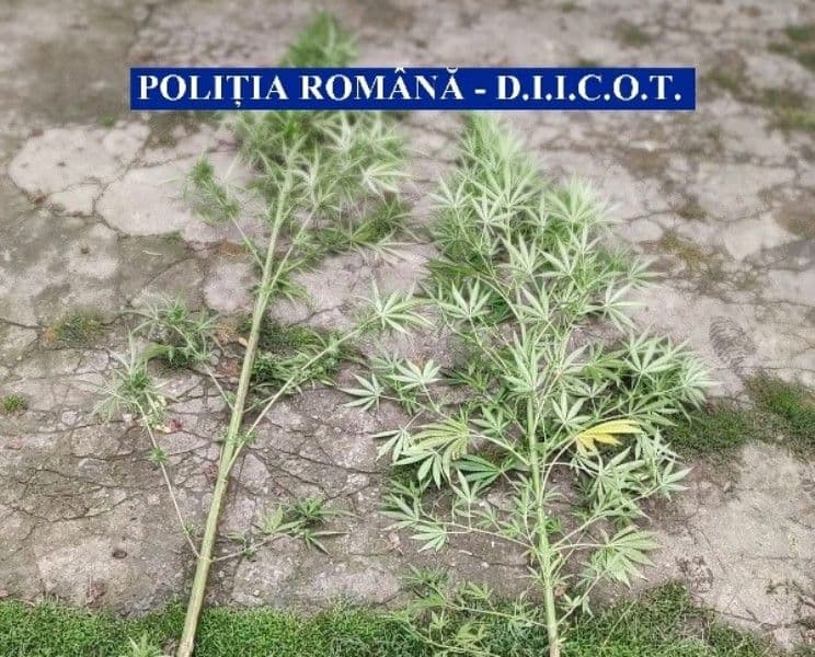 Botoșănean arestat preventiv pentru trafic de droguri de risc. Cultiva cannabis în grădina locuinței- FOTO
