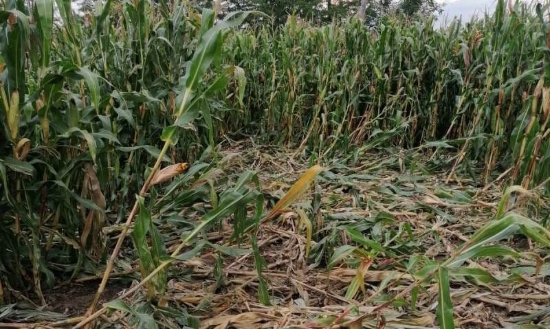 Mistreții distrug munca agricultorilor botoșăneni și nimeni nu ia măsuri pentru a stopa acest lucru! - FOTO