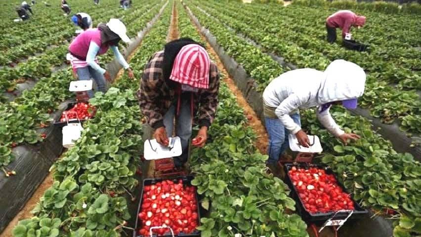 Muncă sezonieră cu EURES: Campania de informare şi comunicare susţine recrutarea echitabilă în Europa 