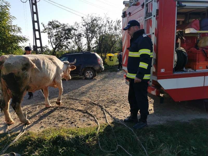Bovină căzută într-un cămin de apă, salvată de pompieri - FOTO