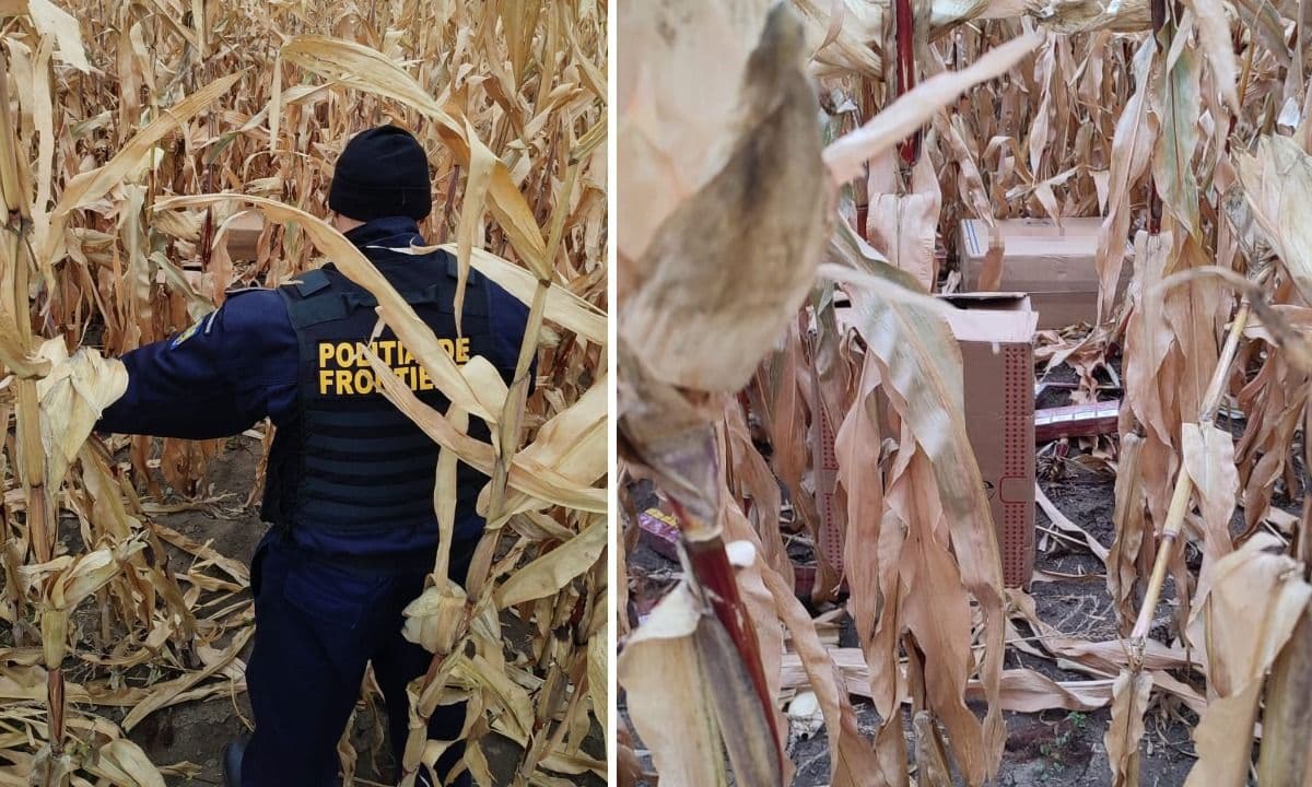 Contrabandist reţinut de către poliţiştii de frontieră în timp ce îşi abandona baxurile cu țigări în lanul de porumb