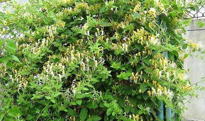 Planta cu proprietăți antiinflamatoare uimitoare