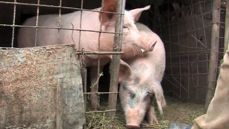 Evoluția Focarelor de pestă porcină africană la domestic și a despăgubirilor