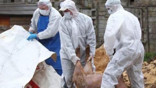 Pesta porcină africană a fost confirmată într-o exploatație din județul Botoșani
