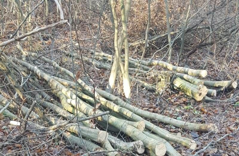 Dosare penale pentru doi bărbați care tăiau ilegal arbori pe raza Ocolului Silvic Dorohoi