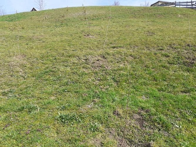 manastirea Agafton plantare versant Manastirea Agafton  (6)