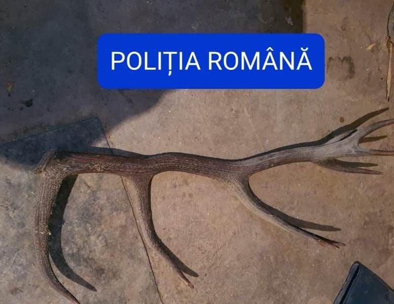 Investigatii (5)