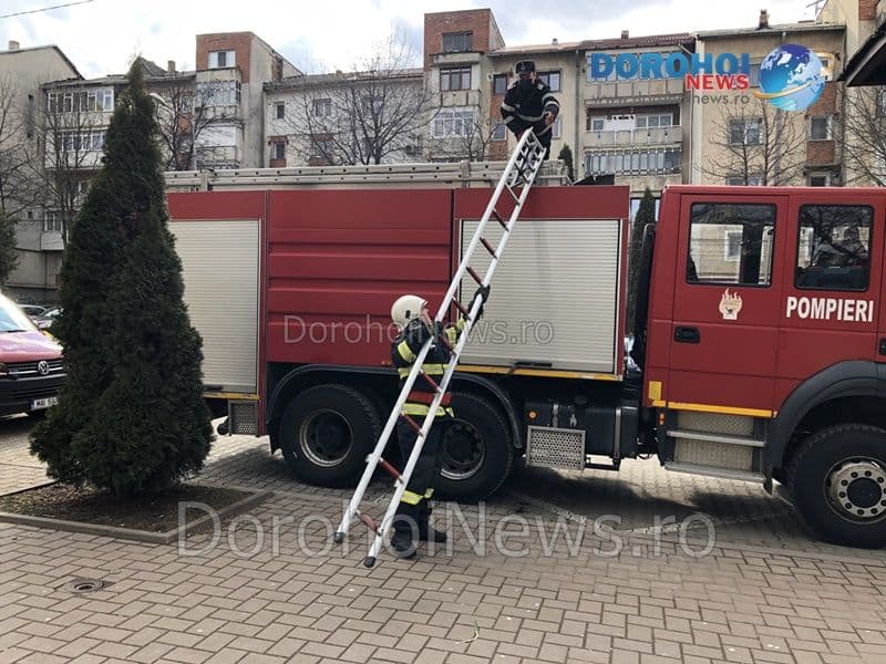 Caine salvat Dorohoi_02