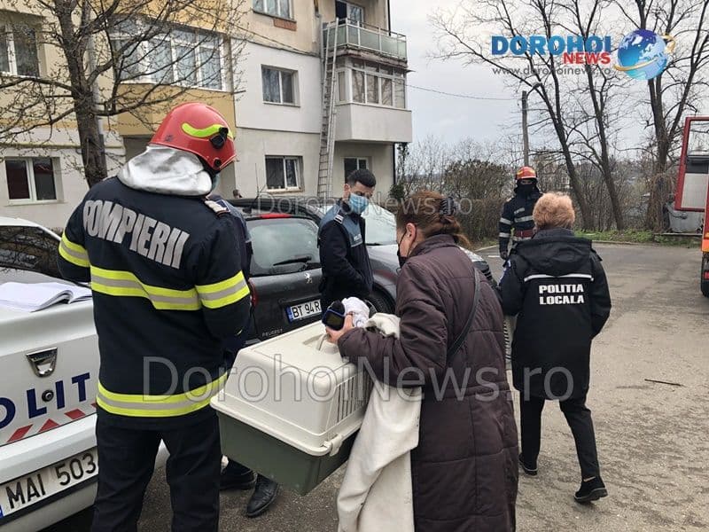Caini salvati Dorohoi_03