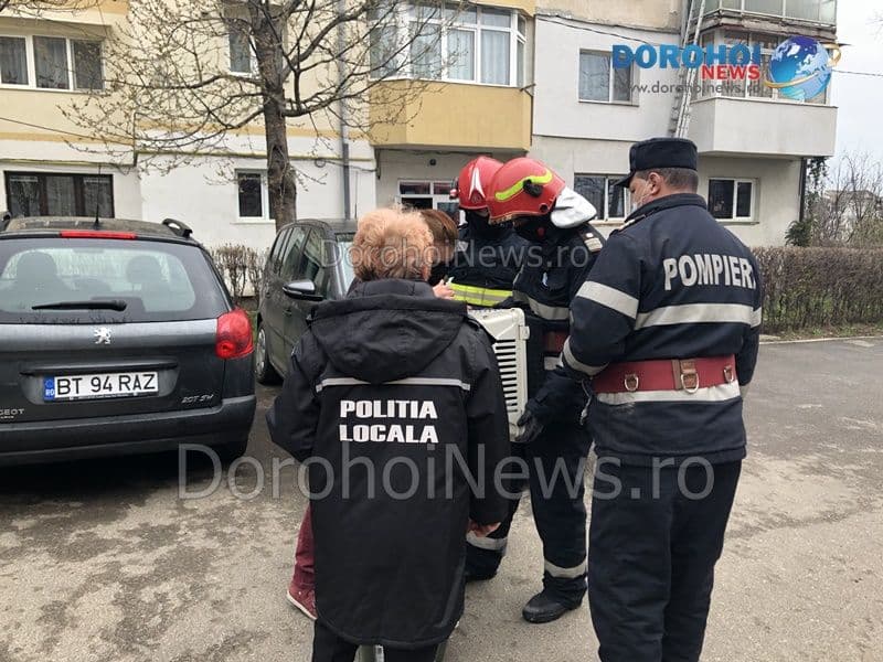 Caini salvati Dorohoi_04