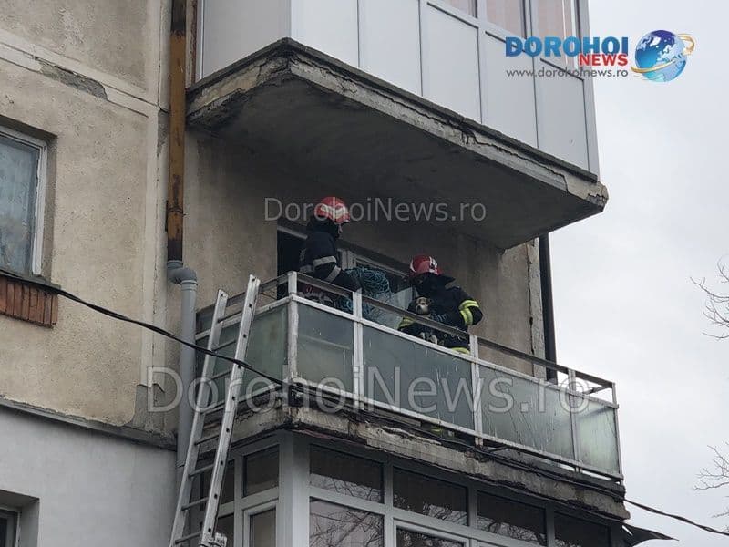 Caini salvati Dorohoi_06