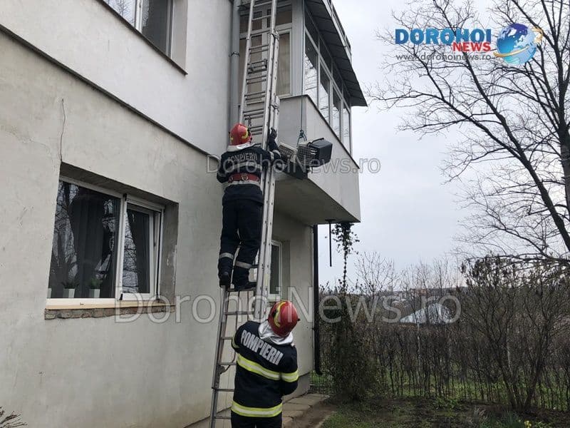 Caini salvati Dorohoi_11