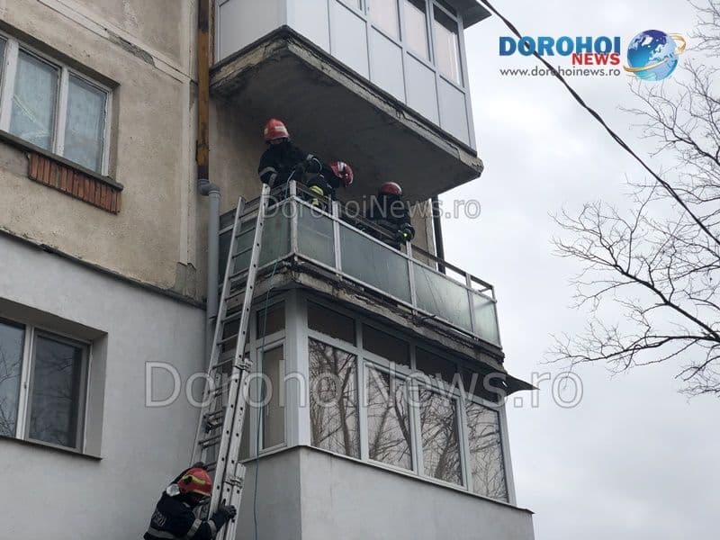 Caini salvati Dorohoi_14