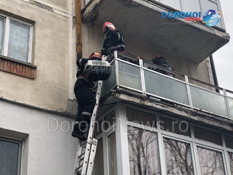 Caini salvati Dorohoi_16