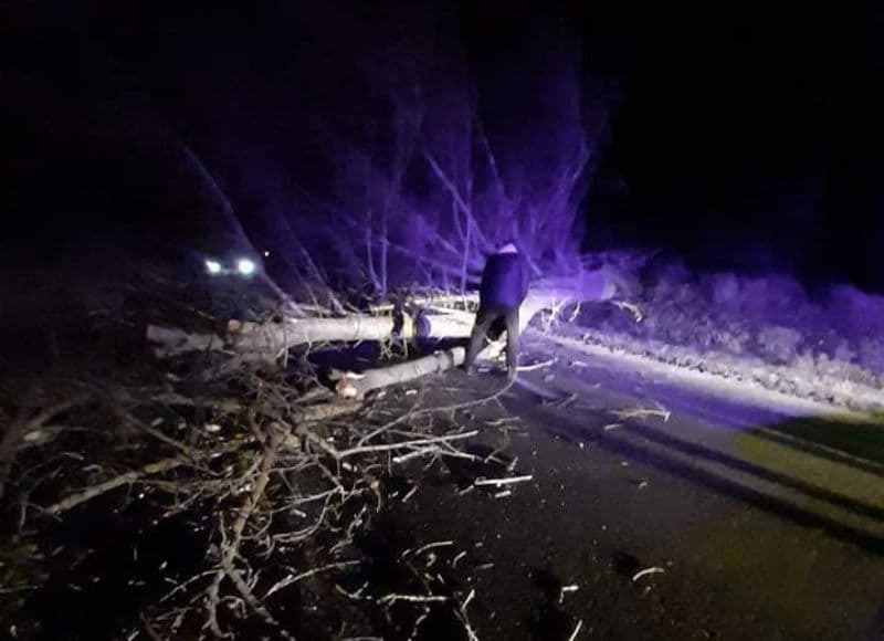 Mai mulți copaci și stâlpi doborâți de vânt pe drumurile din județul Botoșani