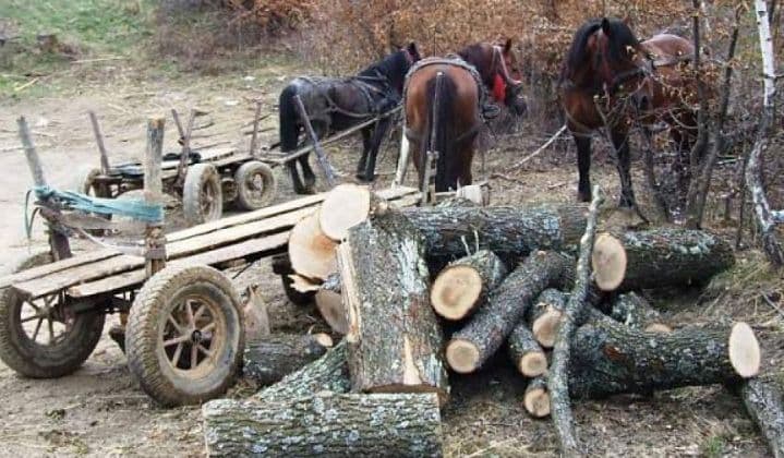 Hoți de lemne depistați în flagrant sâmbătă seară într-o pădure de pe raza comunei Ibănești