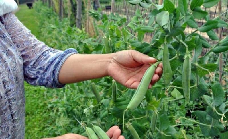 Locuri de muncă în agricultură la cules mazăre, cu angajator din Portugalia