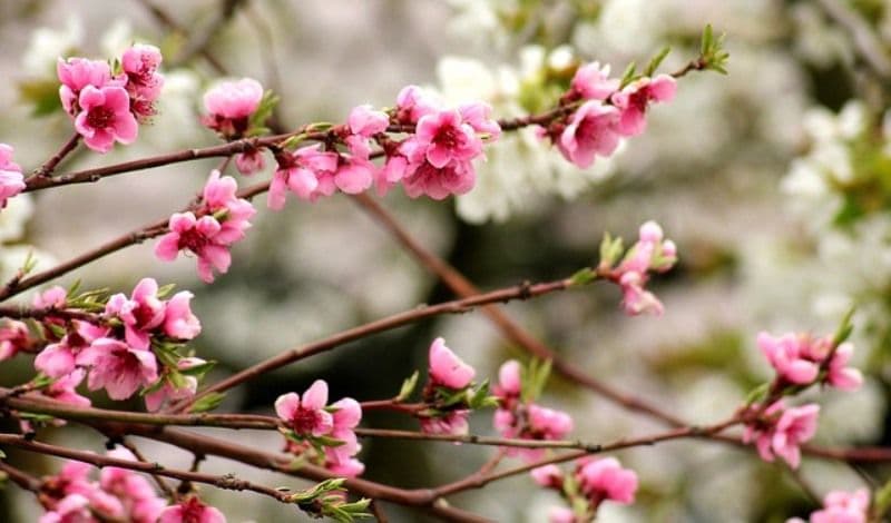 Cum va fi vremea până duminică. Prognoza meteo 7 -10 aprilie