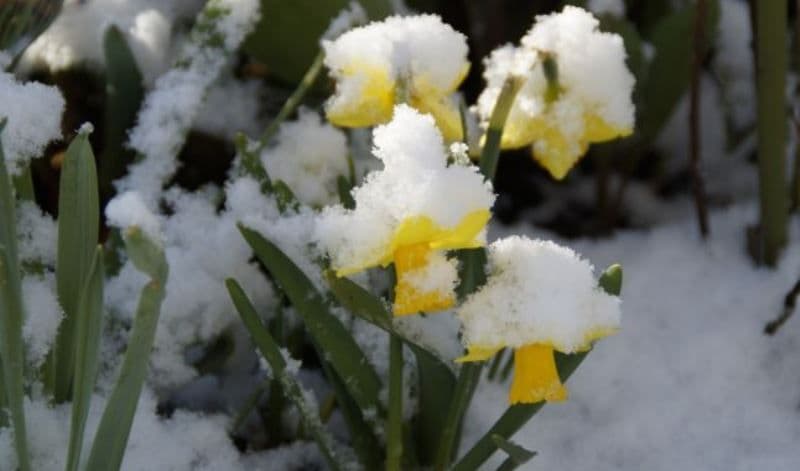 Alertă meteo, de sâmbătă în România. Frigul și ninsorile se întorc în unele regiuni ale țării