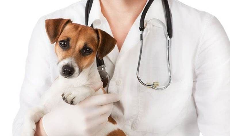 Campanie de sterilizare realizată cu succes la Dorohoi