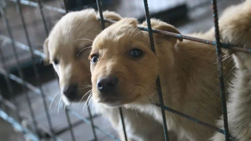 Sancțiuni mai aspre pentru cei care comit acte de cruzime sau violenţă asupra animalelor