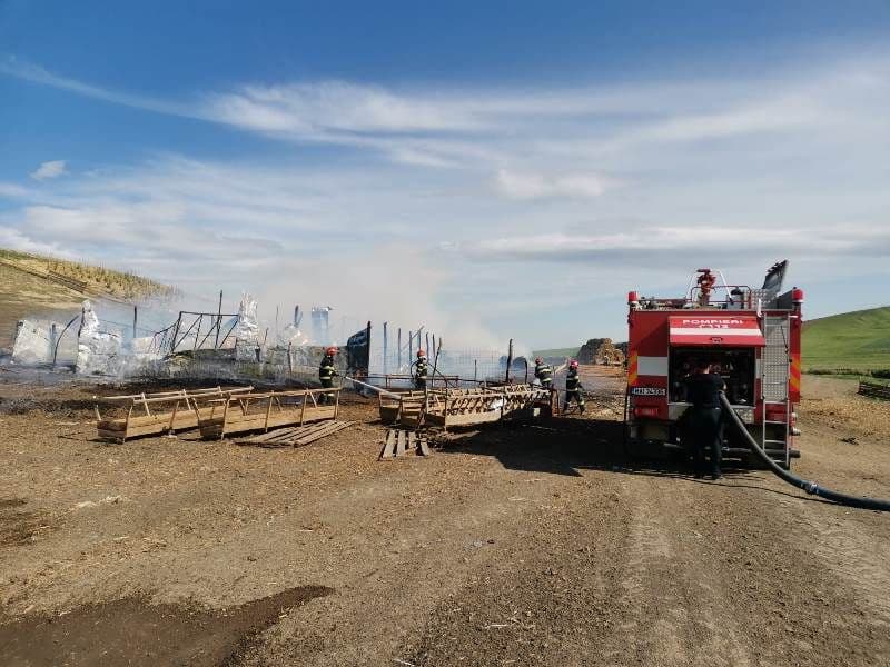 Peste 200 de oi au pierit într-un incendiu produs în județul Botoșani - FOTO