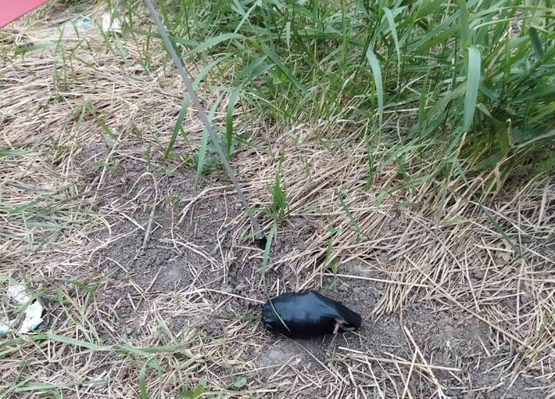 Acțiunea necugetată a unui botoșănean putea duce la o tragedie. A găsit o grenadă și a luat-o cu el la bar - FOTO