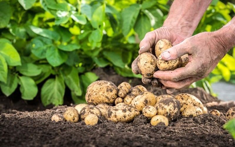 Sprijin pentru cultivatorii de cartofi și struguri de masă, aprobat de Guvern. Cât este subvenția și până când trebuie depusă cererea