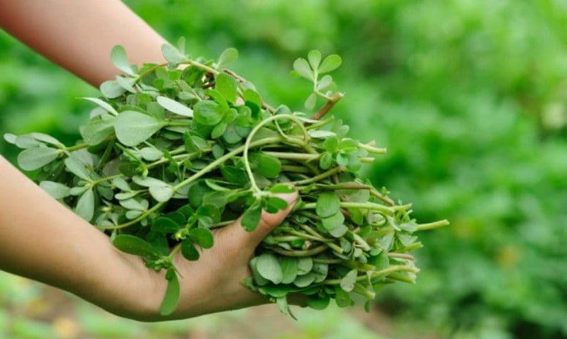 Cum beneficiem de proprietățile terapeutice oferite de iarba grasă