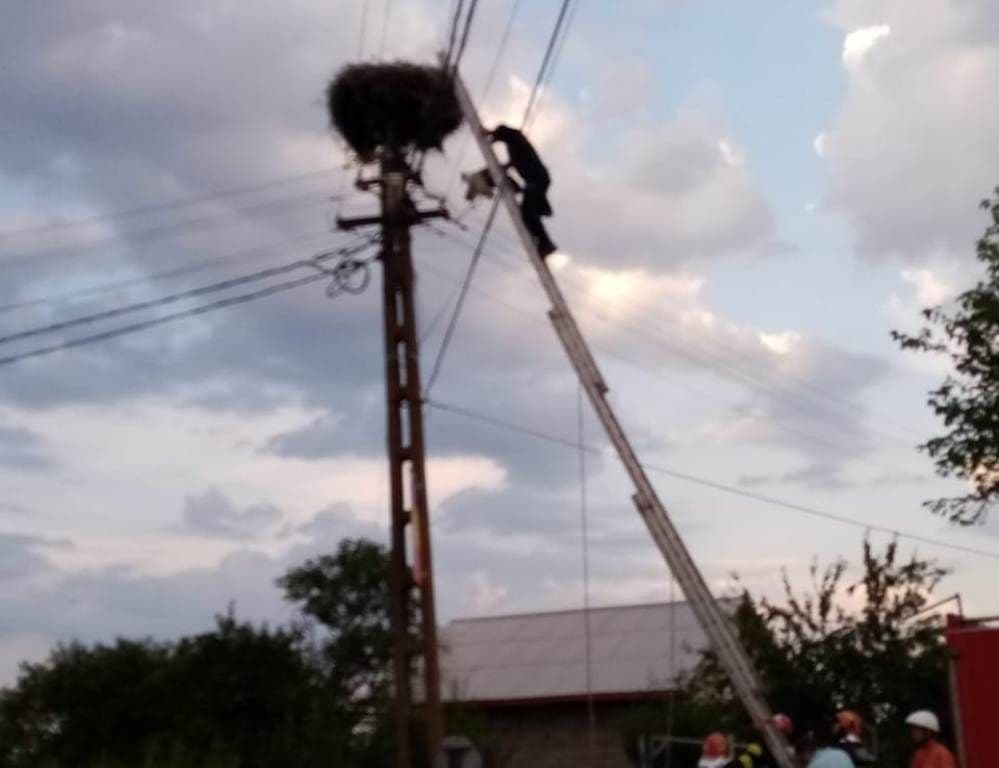 Doi pui de barză salvați de pompierii din Ștefănești