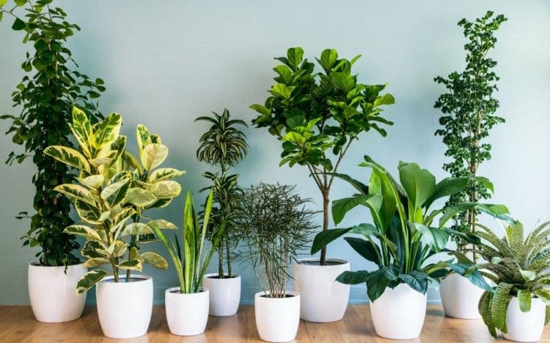 Plante care purifică aerul din locuință