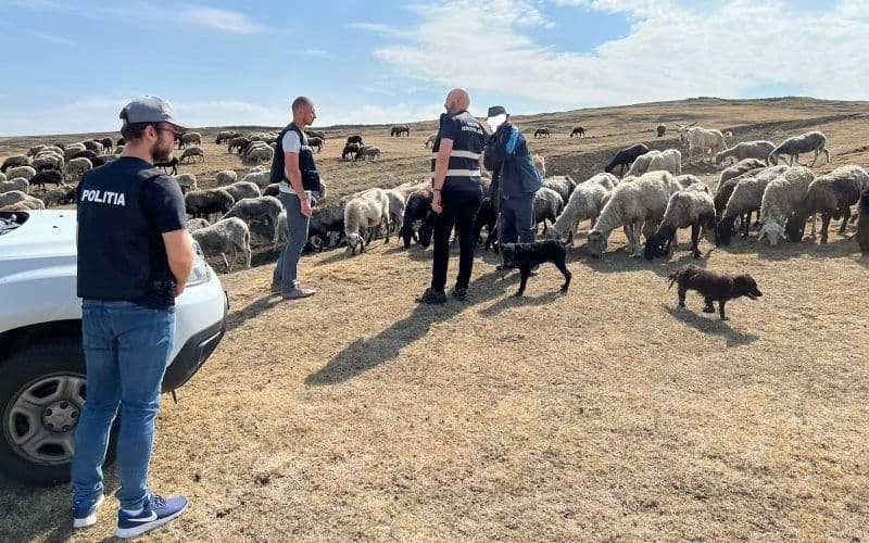 Stânele din județ verificate de polițiștii de la Protecția Animalelor