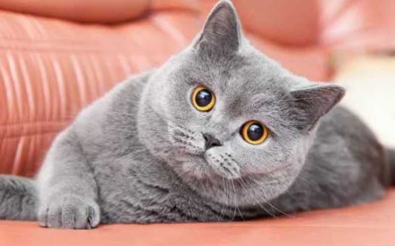 Ziua internațională a pisicii! Astăzi sărbătorim cel mai popular animal