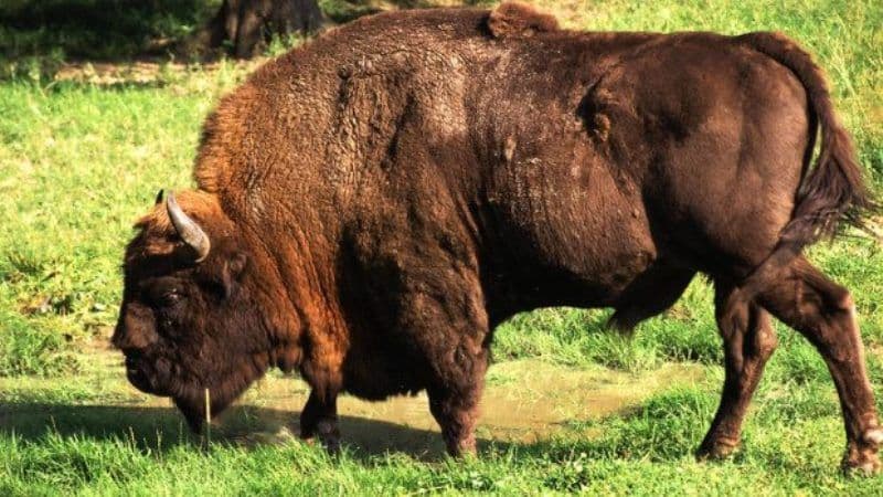 Zimbru văzut într-o localitate din Neamț. A fost emis mesaj RO-Alert