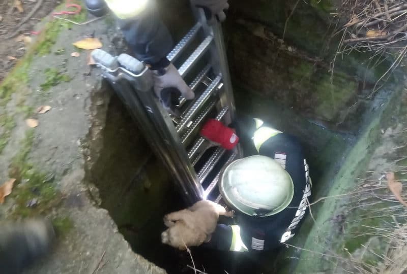 Cățel salvat de pompieri dintr-un cămin dezafectat - FOTO