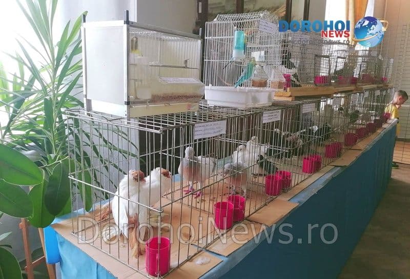 Expoziţia care-ţi va da aripi la Dorohoi: „Columbofilia - tradiţie şi pasiune”