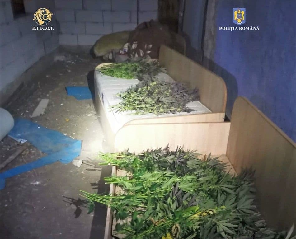 Tânăr reținut pentru cultivare de droguri - FOTO