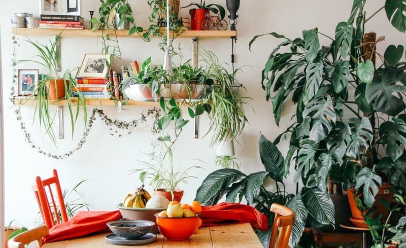 Plante periculoase pe care nu ar trebui să le ai acasă
