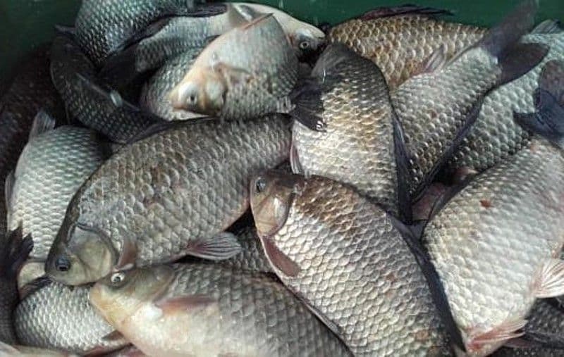Peste 40 de kilograme de pește confiscate de polițiști