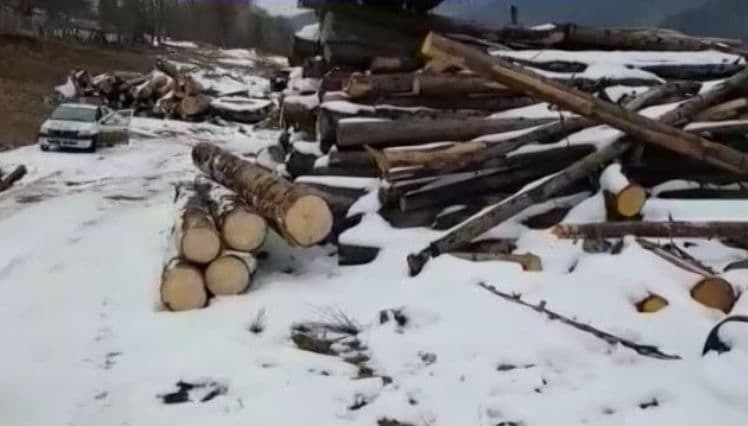 Acțiune a polițiștilor privind tăierile ilegale și comerțului ilicit de material lemnos