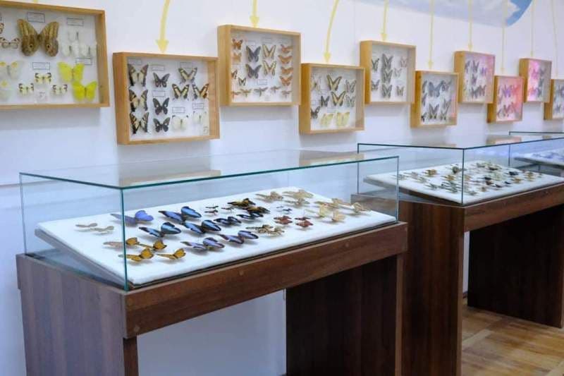 proiect Muzeul Științele Naturii Dorohoi_5