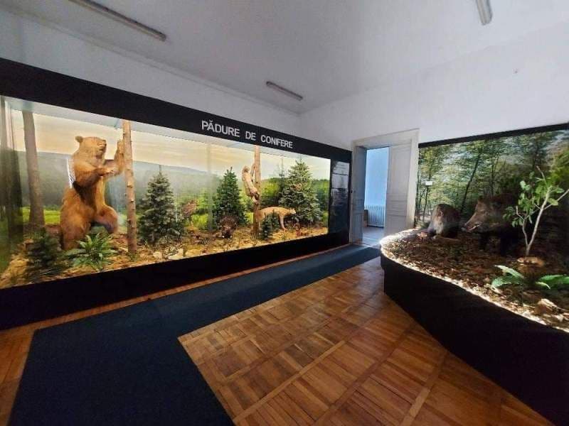 proiect Muzeul Științele Naturii Dorohoi_6