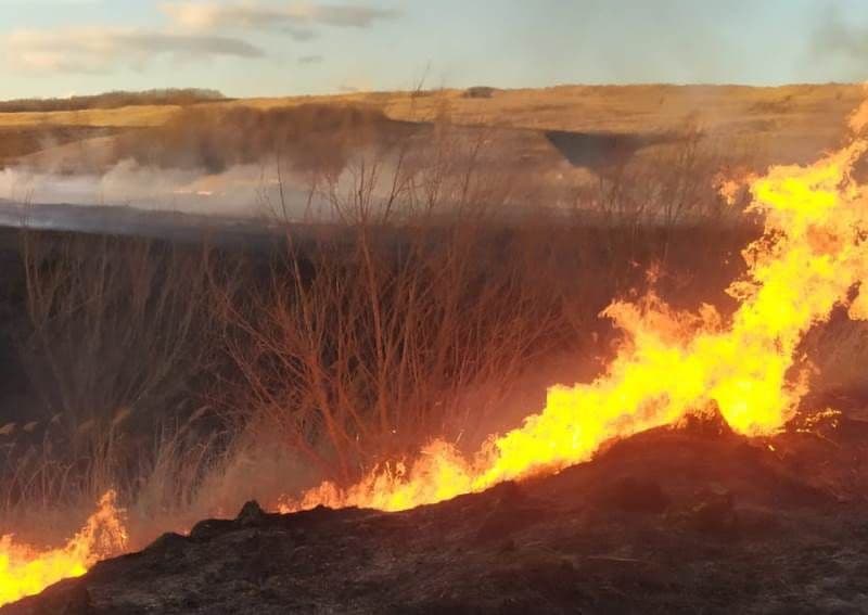 Incendiu vegetatie (2)
