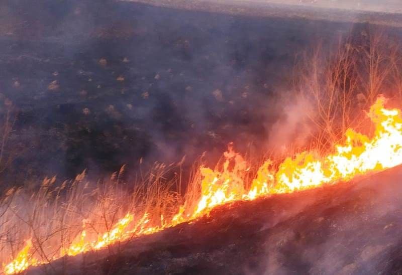 Incendiu vegetatie (3)