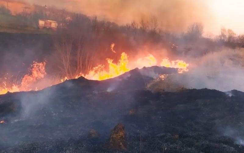 Incendiu vegetatie (6)