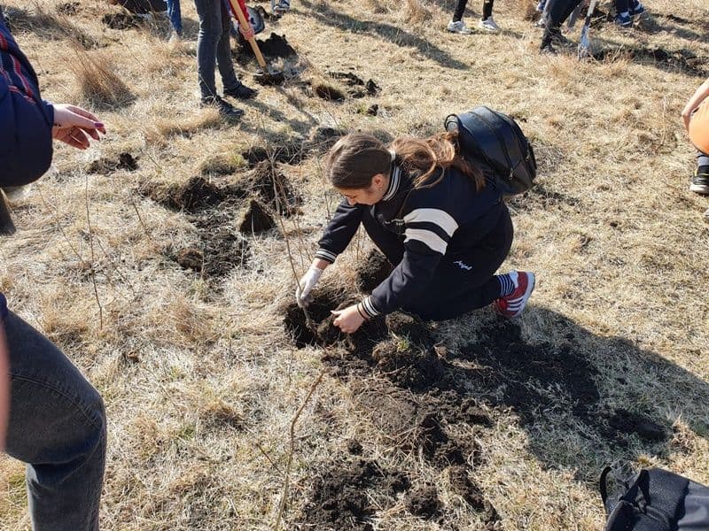 Plantare Dorohoi_06