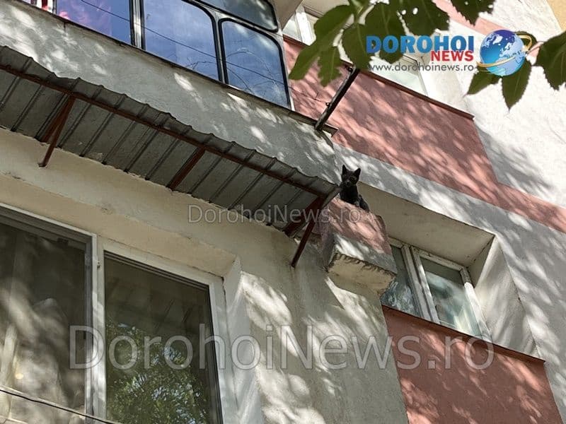 Pisica salvata la Dorohoi_03