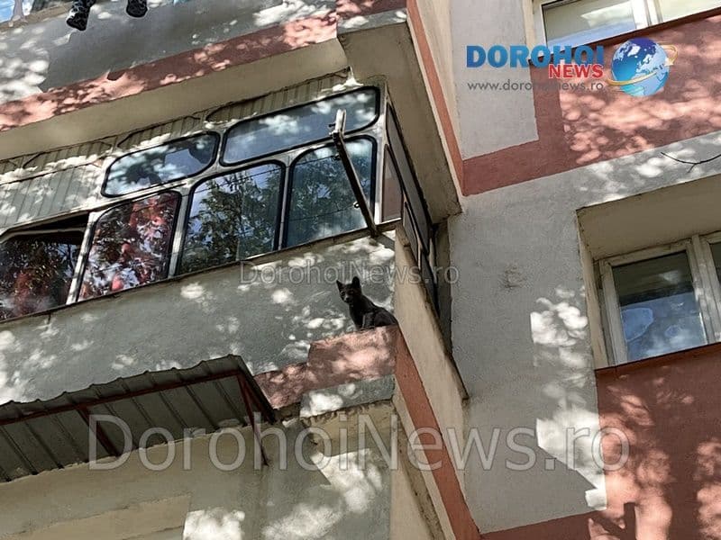 Pisica salvata la Dorohoi_04