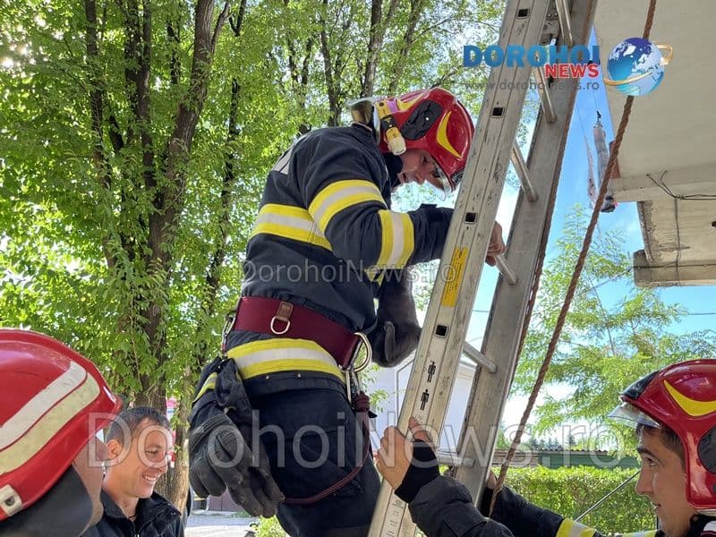 Pisica salvata la Dorohoi_11